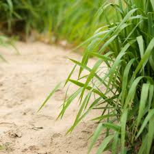 Here are some of the advantages of sand in garden soils: Plants And Vegetables For Sandy Soil How To Amend Sand To Make It Richer