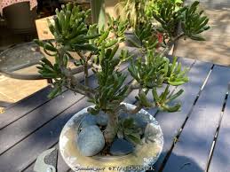 Image result for Crassula zombensis