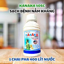 Kanaka 50SC