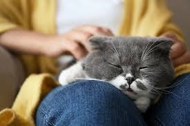 Our professional and caring staff is dedicated to providing the best medical and surgical care for our patients. Emergency Vet Memphis Tn After Hours Veterinary Care Animal Emergency Center Memphis