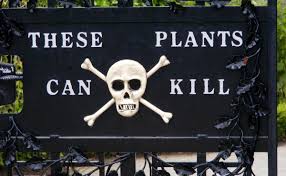 Check spelling or type a new query. 6 Secretly Poisonous Plants We Eat All The Time Modern Farmer