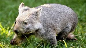 I Didn T Know What Wombats Looked Like So I Googled It Animals Wombat Animal Lover