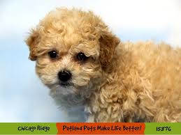 They come with lifetime support and a six year health guarantee. Maltipoo Puppies Petland Chicago Ridge