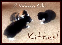 The baby teeth are a little smaller with pointed tips, while permanent teeth are a little wider with flat edges. Newborn Kittens What You Need To Know Pethelpful