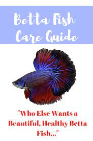 Betta Fish Care Guide Betta Fish Care Betta Fish Fish Care