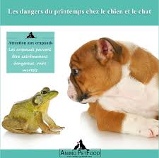 Ne Laissez Pas Votre Chien Jouer Avec Les Crapauds Chien Chien Chat Les Crapauds