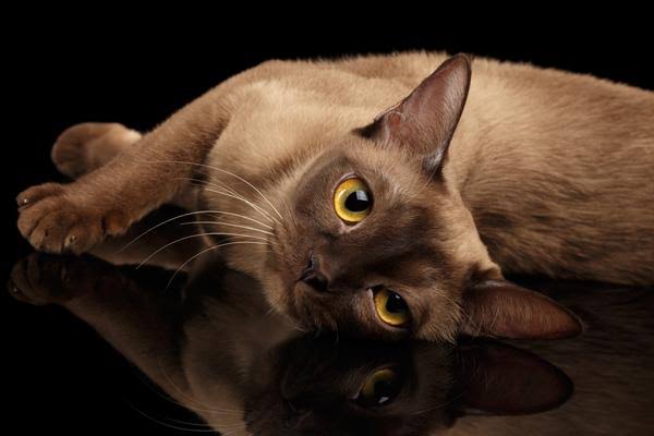 Mga resulta ng larawan para sa Burmese Cat"