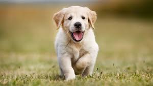10 Conseils Pour Chien Heureux Cote Maison