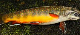 Rainbow trout and brown trout can be interbred in a fish farm environment, resulting in 'brownbows', but their different spawning times and genetic differences mean that this interbreeding is very unlikely. Fly Fishing High On A Mountain Side Blackberry Magazine
