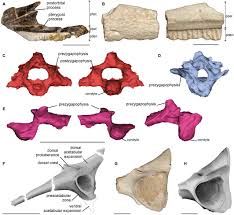 Image result for Paratheria