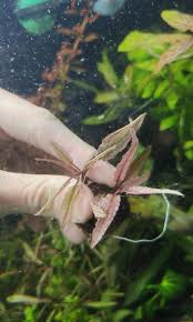 This is a short how to plant and a little tip to help your. Cryptocoryne Sp Flamingo Pink Panther Wendtii Pink Pet Supplies For Fish Fish Tank Accessories On Carousell