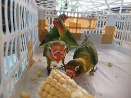 Sangkar / kandang kayu pertama siapkan beberapa bahan yang dibutuhkan seperti Cara Ternak Lovebird Agar Cepat Bertelur Terbukti Ampuh