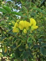 Image result for Crotalaria lebrunii