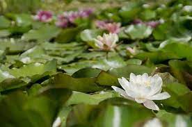 Maybe you would like to learn more about one of these? Tanaman Air Dengan Bunga Cantik Ini Cara Tanam Teratai Di Pot Semua Halaman Bobo