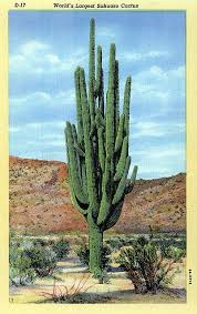 The saguaro cactus is a very unusual looking tree of the desert. Greetings From Arizona Cactus Cactus Flower Desert Plants
