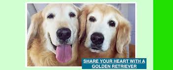 I started breeding english (cream) golden retriever puppies in 2003 with the very beautiful french. Adopt A Golden Birmingham A Golden Retriever Rescue Organization Serving Birmingham And Other Areas Of Alabama