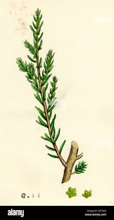 Image result for Suaeda