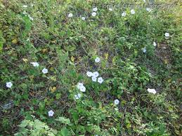 Image result for Ipomoea marginata