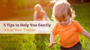 Weaning Toddler 5 Easy Natural Tips