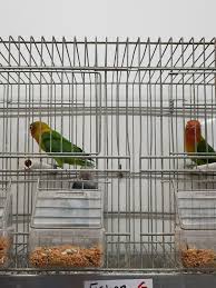 Consider the bird's needs and personality to know whether a lovebird fits nicely into your life. Fishers Love Birds Song Birds More Pet Shop Facebook