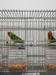We specialize in breeding sweet pet black masked lovebirds and fischer love birds. Fishers Love Birds Song Birds More Pet Shop Facebook