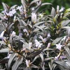 Image result for Strobilanthes anisophylla