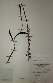 Image result for Disa equestris