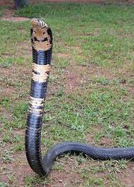 Forest Cobra Naja Melanoleuca Scary Snakes Snake Wallpaper Cobra Snake