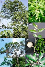 Image result for Hildegardia