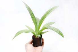 Image result for Drimiopsis botryoides