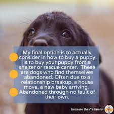 See more ideas about puppies, cute animals, cute dogs. How To Buy A Healthy Puppy Our Pets Health