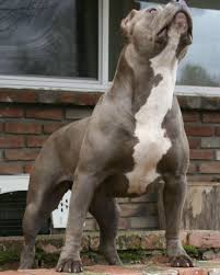 Gefallt 289 Mal 2 Kommentare Pitbull Lover Pitbull Lovers Photos Auf Instagram Pitbull Dogs Single Pitbull Terrier American Pitbull Terrier Pitbulls