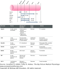 gastrointestinal physiology medical physiology the big