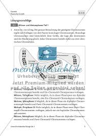 In den körperzellen hast du aber einen diploiden chromosomensatz. Haploider Oder Diploider Chromosomensatz Meinunterricht