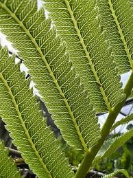 Image result for Thelypteridaceae