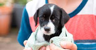 N ° 3, 26003, logroño, t. Mascotas En Adopcion I Purina