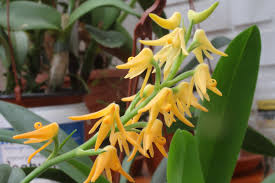 Image result for Polystachya valentina