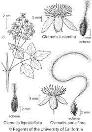 We did not find results for: Clematis Lasiantha