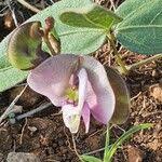Image result for Wajira grahamiana