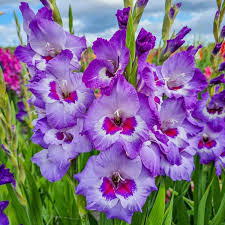 Image result for Gladiolus virgineus