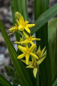 Image result for Hypoxis
