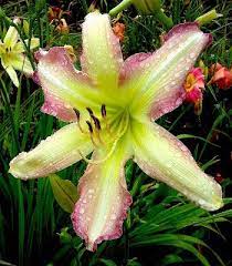 Flamingos On Ice Day Lilies Flowers Tropical Flowers