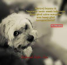 allah cc buyurur ki hayvanlar benim sessiz kullarimdir onlar simdi zulme susuyorlar ama hesap gunu konusacaklardir hz me hayvanlar hayvan giysileri hayvan
