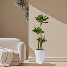 Image result for dracaena