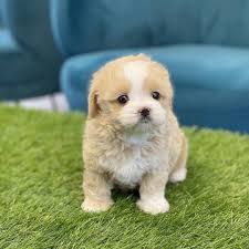 Maybe you would like to learn more about one of these? Maltipoo Puppies For Sale Temecula Ca 351710 Petzlover