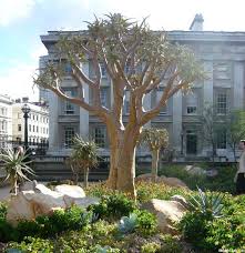 The first rugby springboks initially refused to play against a devon side that included jimmy peters, the first black player to represent england. South African Gardens In Britain Kew At The British Museum