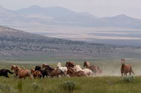 Photograph by press service of the president of the russian federation. Wild Horses Have Long Kicked Up Controversy Now Foes Say They Have A Solution The Washington Post