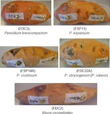 Puncture a few times with a fork. Biomolecular Characterization Identification Enzyme Activities Of Molds And Physiological Changes In Sweet Potatoes Ipomea Batatas Stored Under Controlled Atmospheric Conditions Springerlink