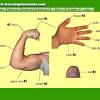 Lengan in a sentence and translation of lengan in english dictionary with audio pronunciation by example sentences. 1