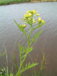 Image result for Rorippa